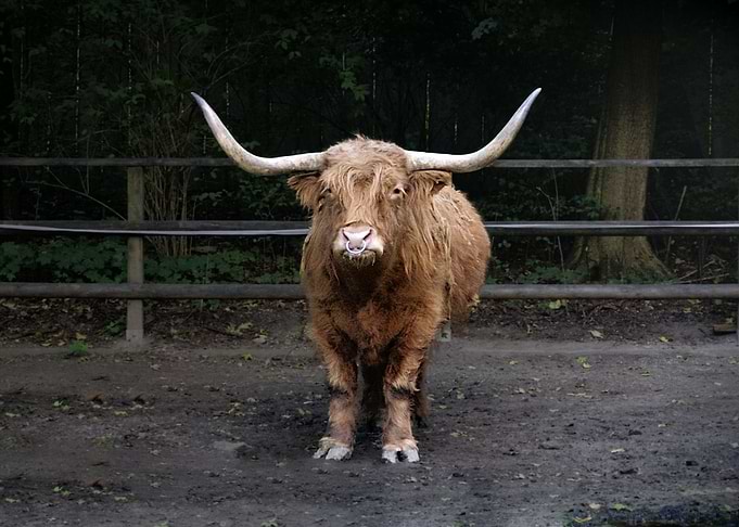bison brown