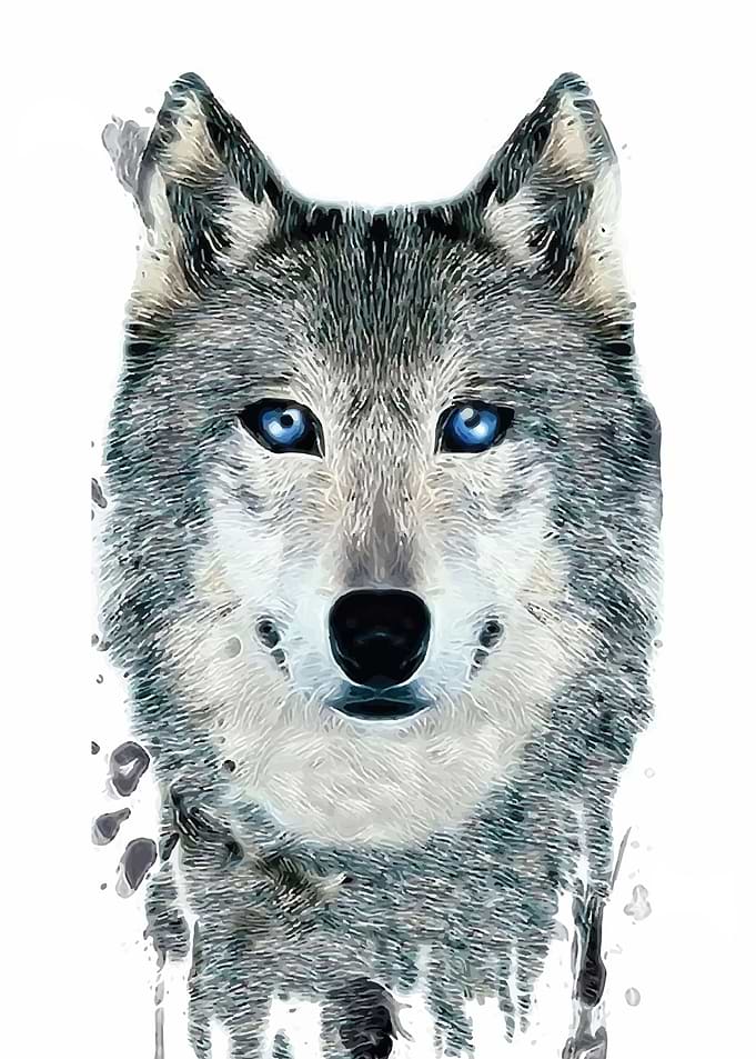 Wolf Face Close Up