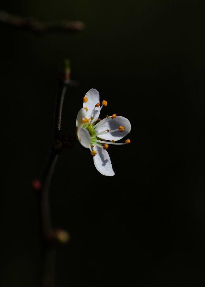 The white flower