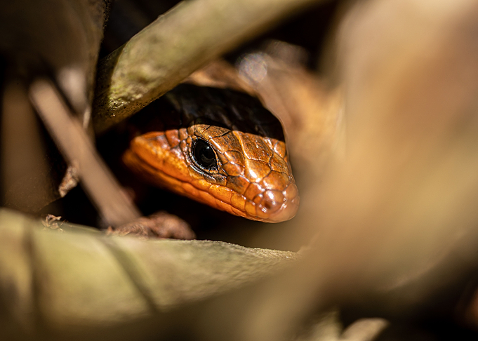 Hidden Lizard