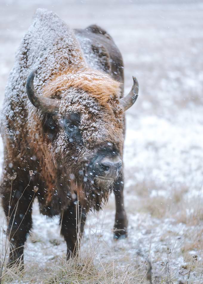 bison head snow