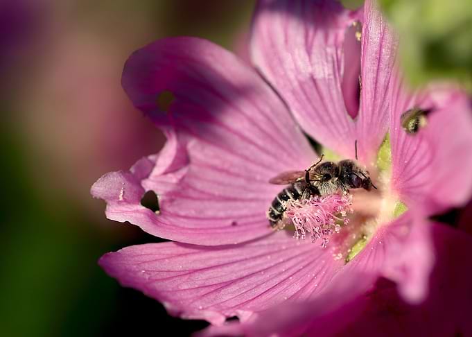 Tinny bee