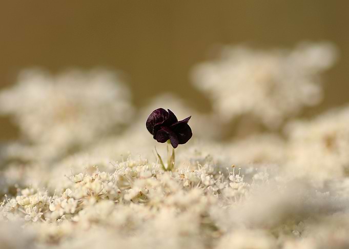 black and white flower