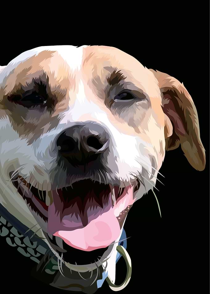 PitBull