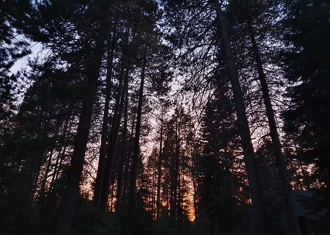 Black Forest