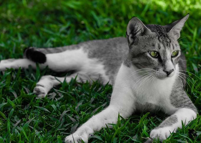 Cute Cat