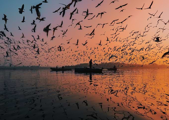 Feeding Frenzy