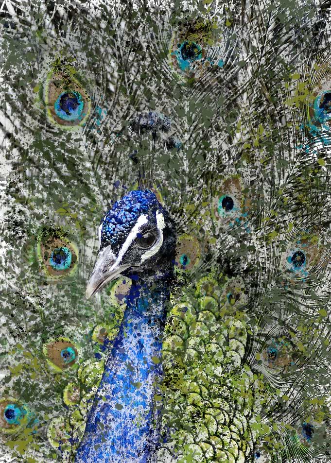 peacock painting