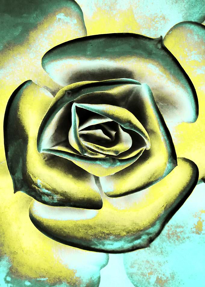 POPART OF SUCCULENTS II1