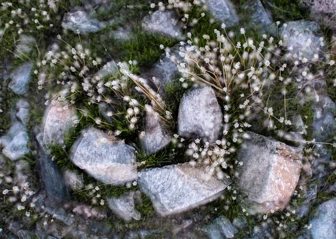Dream Fields