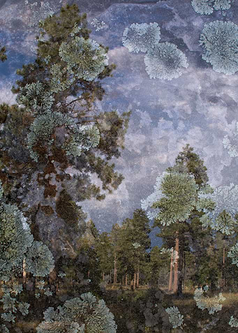 Rocky Forest