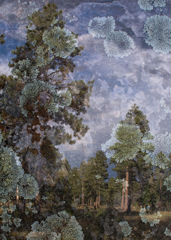 Rocky Forest