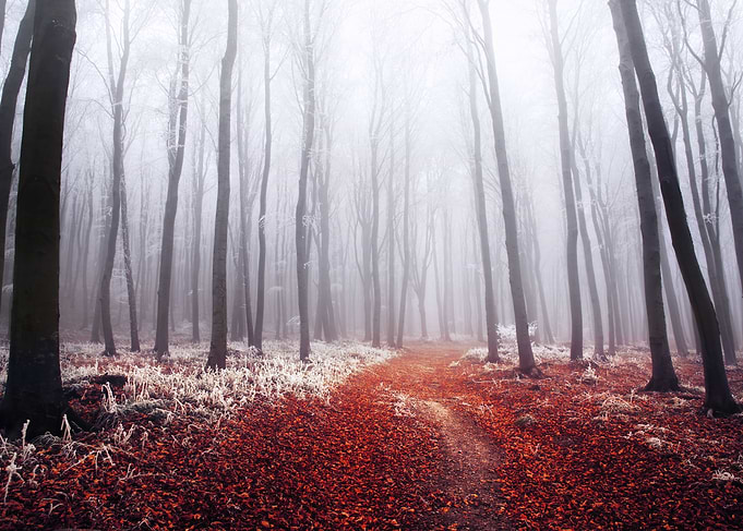 Foggy winter forest I