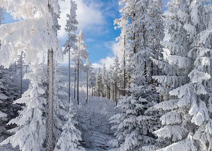 Winter frost