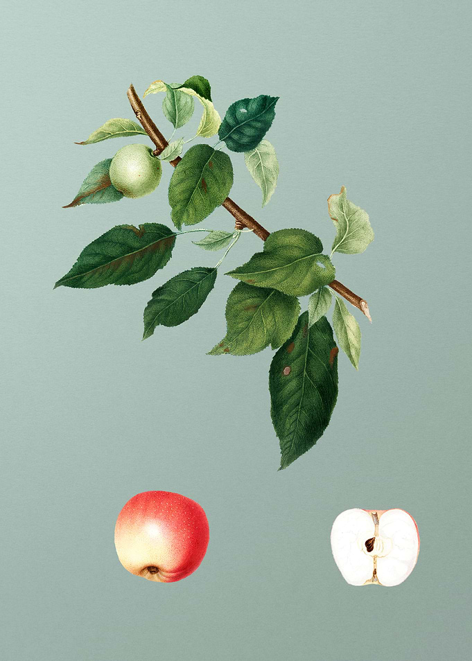 Vintage Apple Fruit Poster