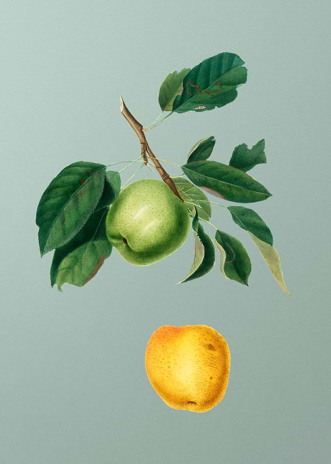 Vintage Apple Fruit Poster
