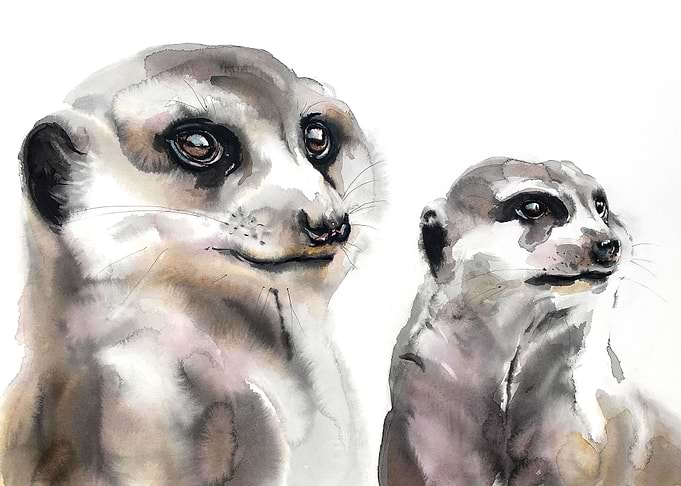 Meerkat Loyalty