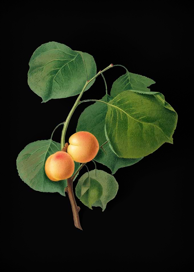 Vintage Yellow Apricot Art