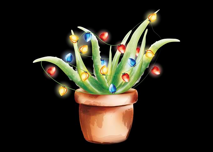 Aloe Vera Garden Plant Flo