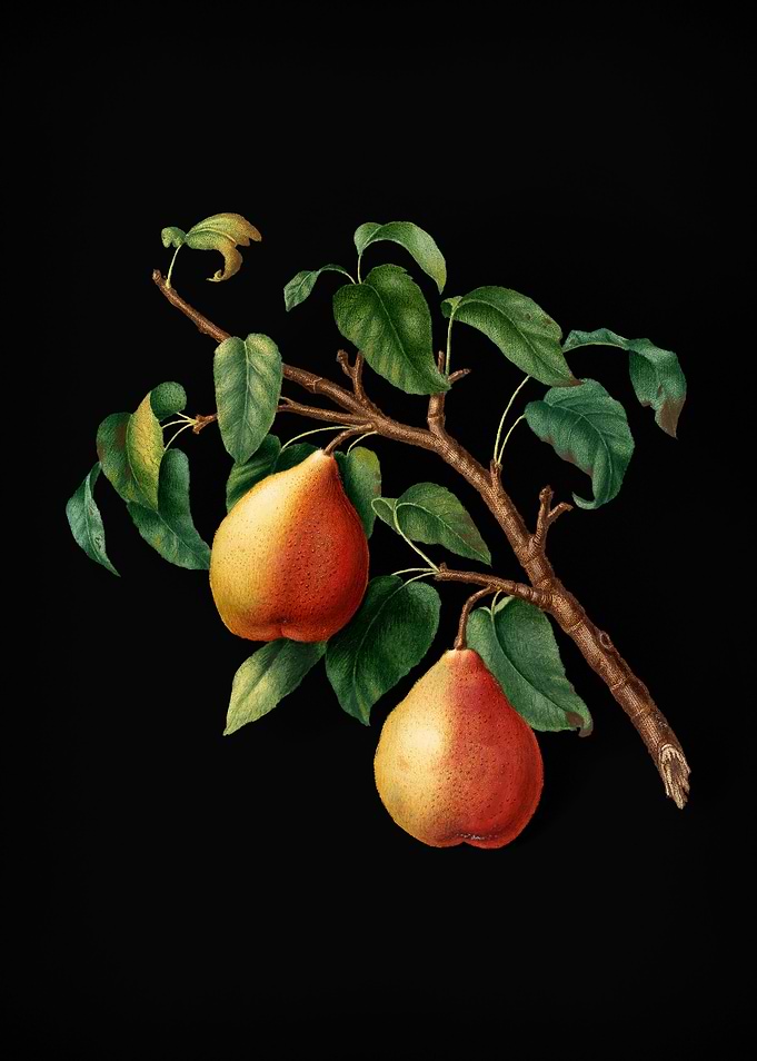 Vintage Wild European Pear