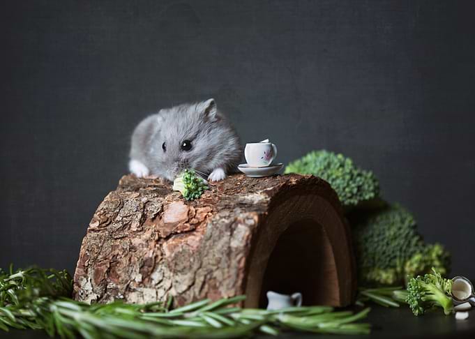 cute bunny