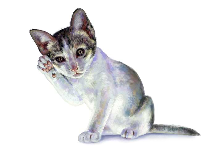 Adorable white kitten