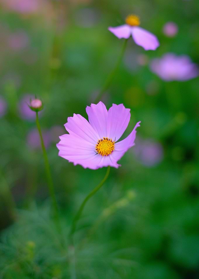 Pink flower