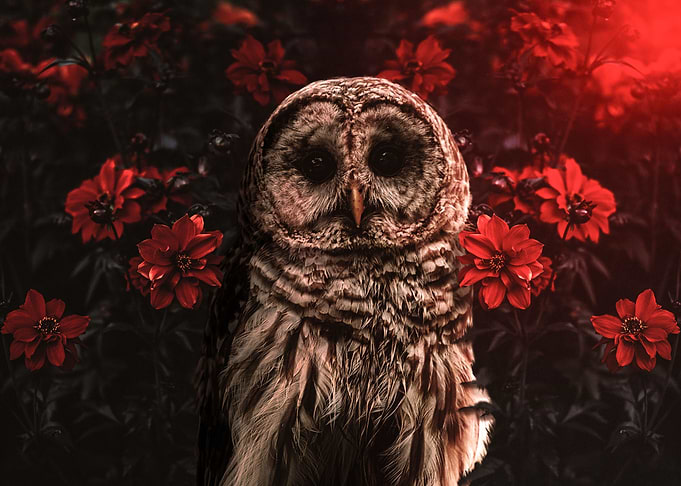 Flower Owl