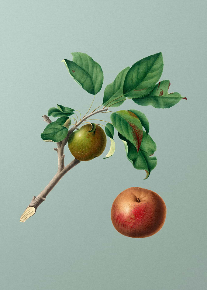 Vintage Apple Fruit Poster