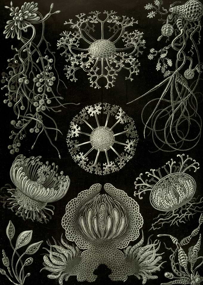 Vintage Nature