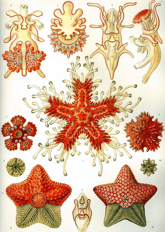 Vintage Starfish
