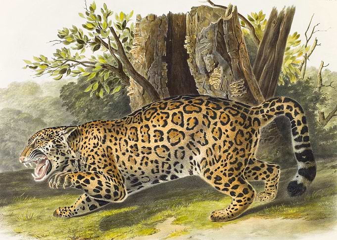 Spotted Wild Jaguar