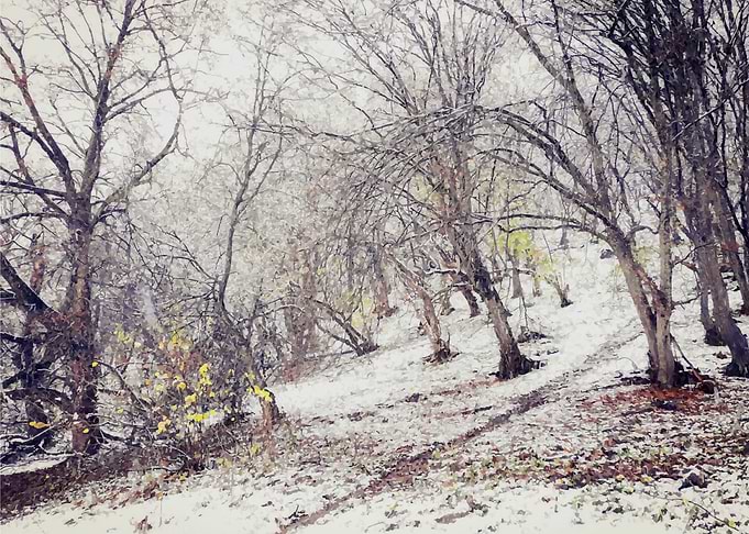 Winter in the forest