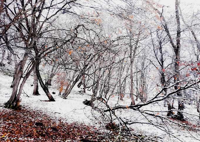Forest and the snow