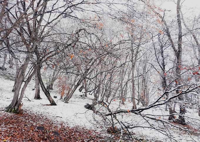 Snow fantasy