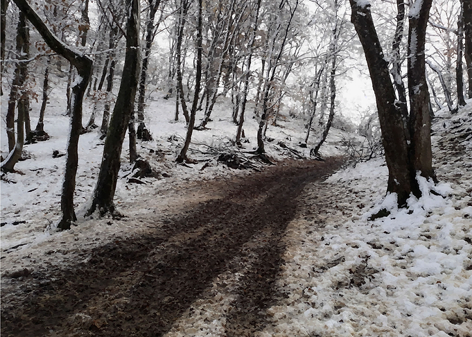 Winter on the trail