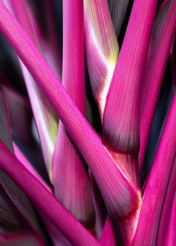 Hawaiian Ti Plant