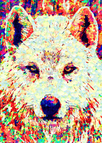 kiba wolf