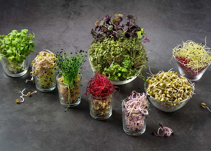 fresh sprouts