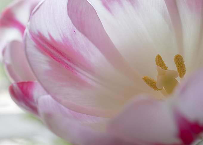 Tulip