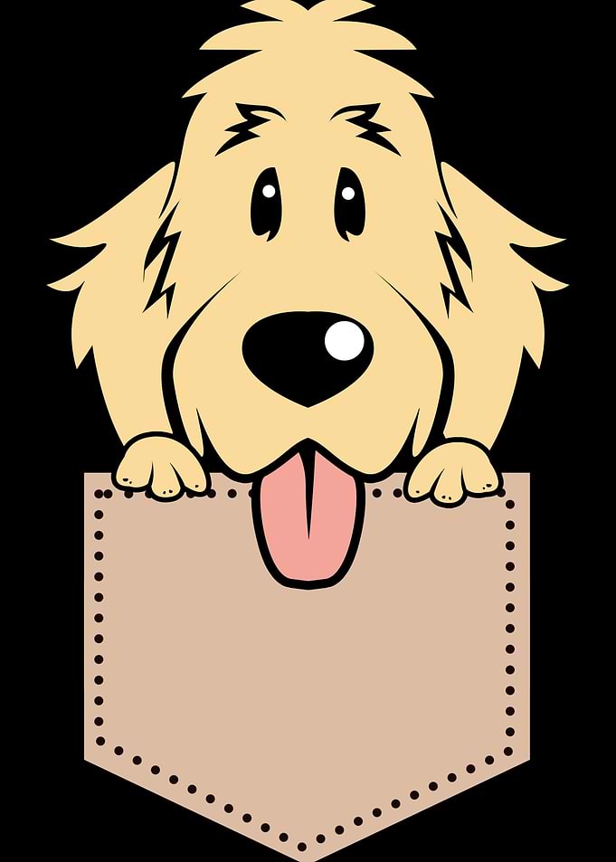 Goldendoodle Pocket Dog