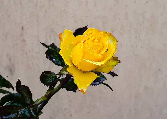 Sun Rose