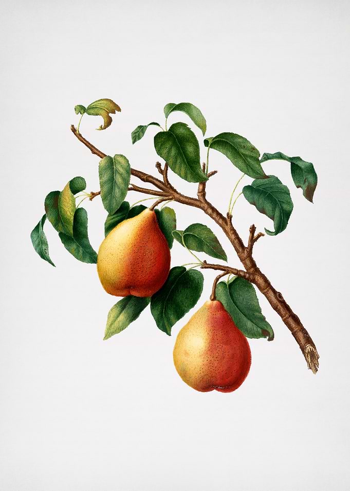 Vintage Wild European Pear