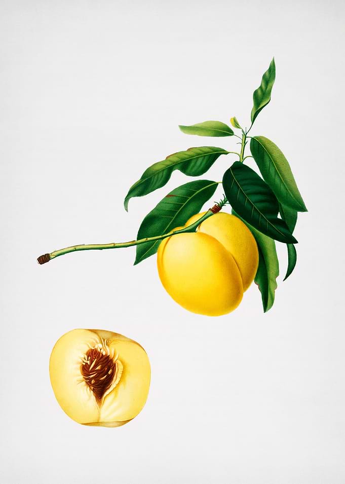 Vintage Yellow Apricot Art
