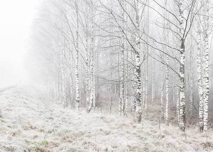 Birches