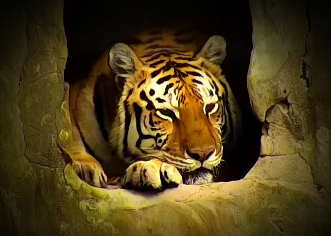 Sleeping tiger