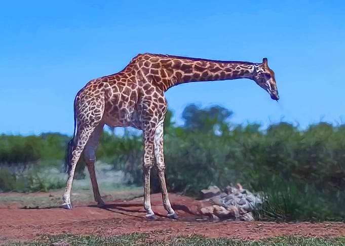 Giraffe