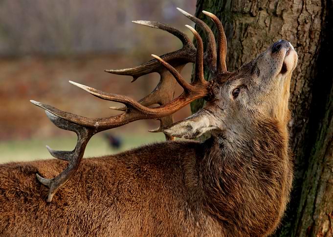 Wildlife Deer