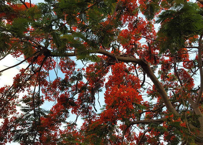 Fire Tree