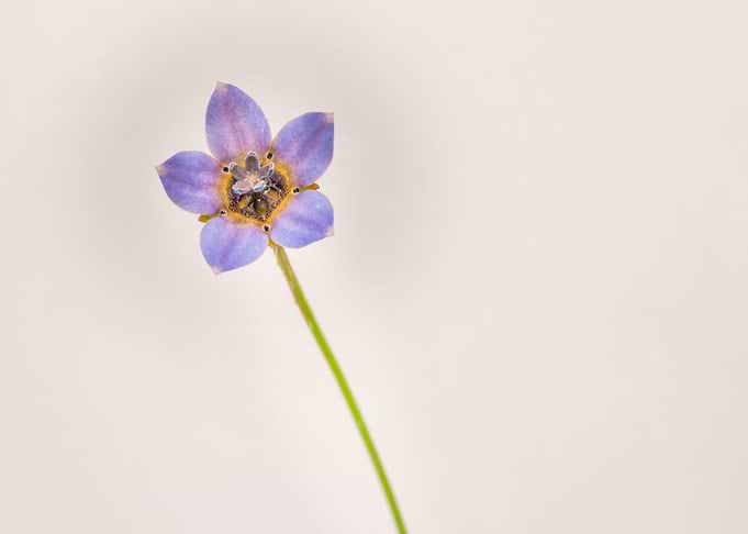 Cape bluebells